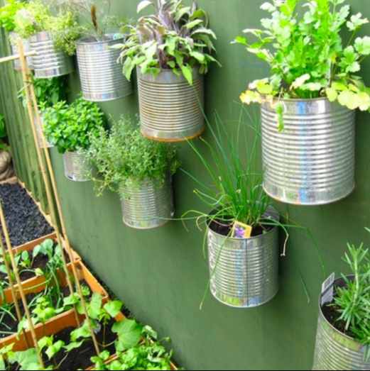 Urban garden - cans with greens mounted on wall