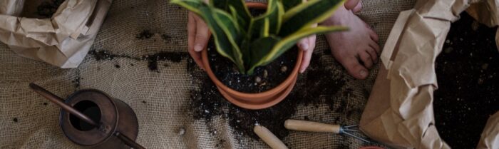 Person planting flower into pot